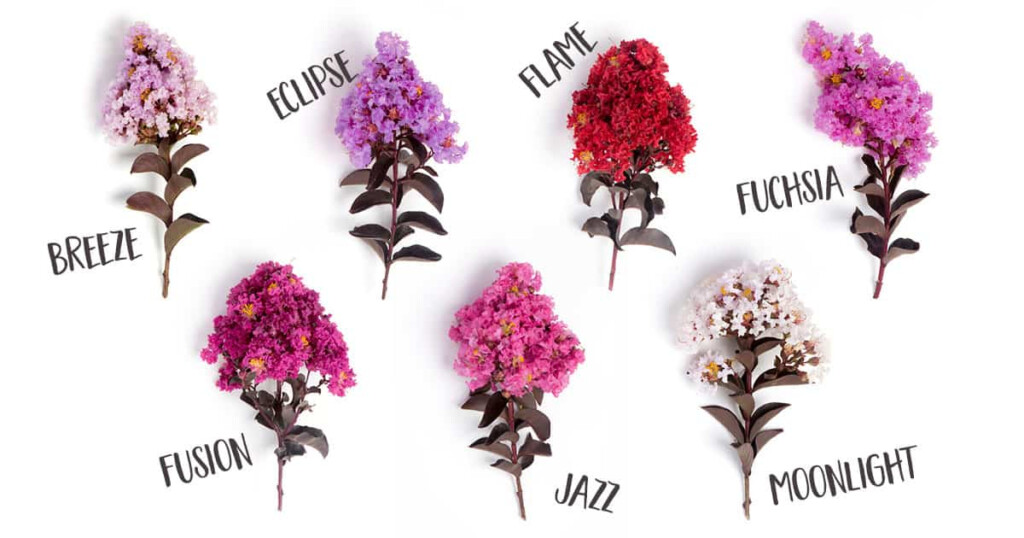 Crepe Myrtle Color Chart Crepe Myrtle Colors
