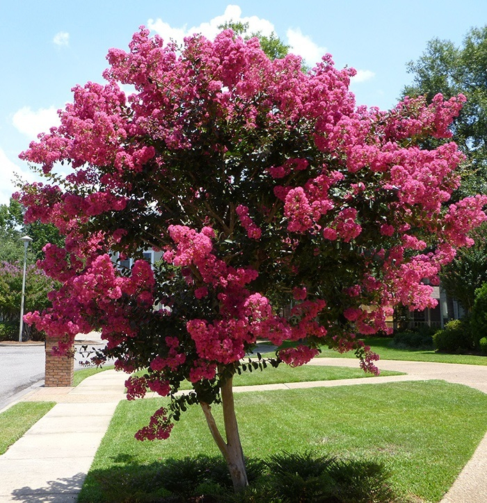 Crepe Myrtle Color Chart Crepe Myrtle Colors