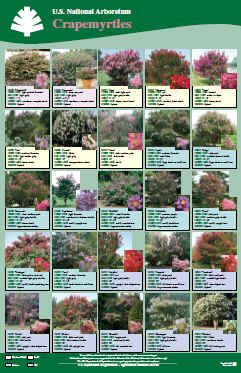 Crepe Myrtle Color Chart