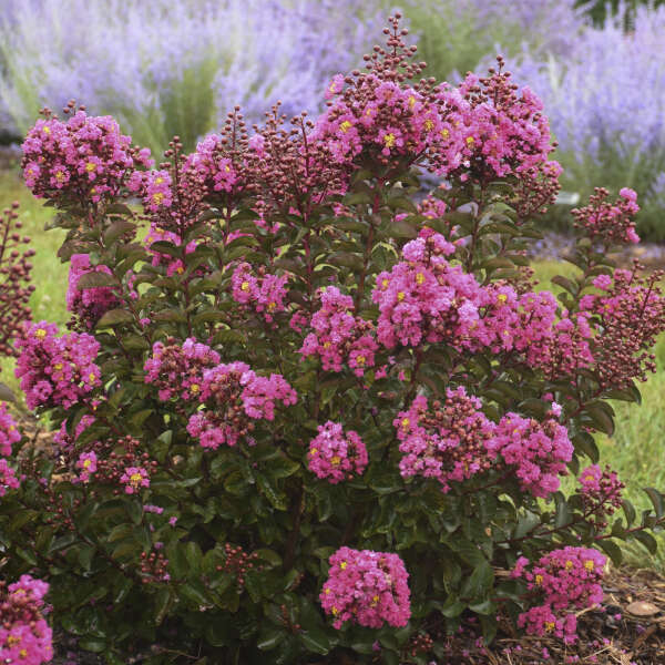 Crepe Myrtle Tree Color Chart