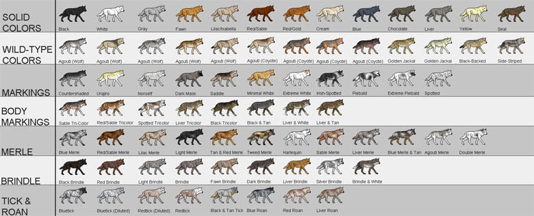 Dog Coat Color Chart Pdf Infoupdate