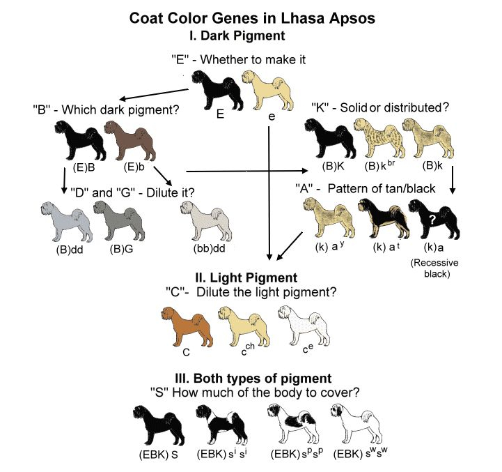 Dog Color Breeding Chart