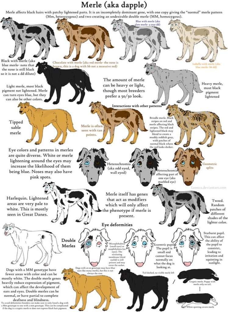 Dog Color Genetics 13 Royal Bloodlines