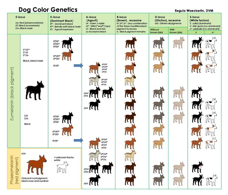Dog Color Genetics Artofit