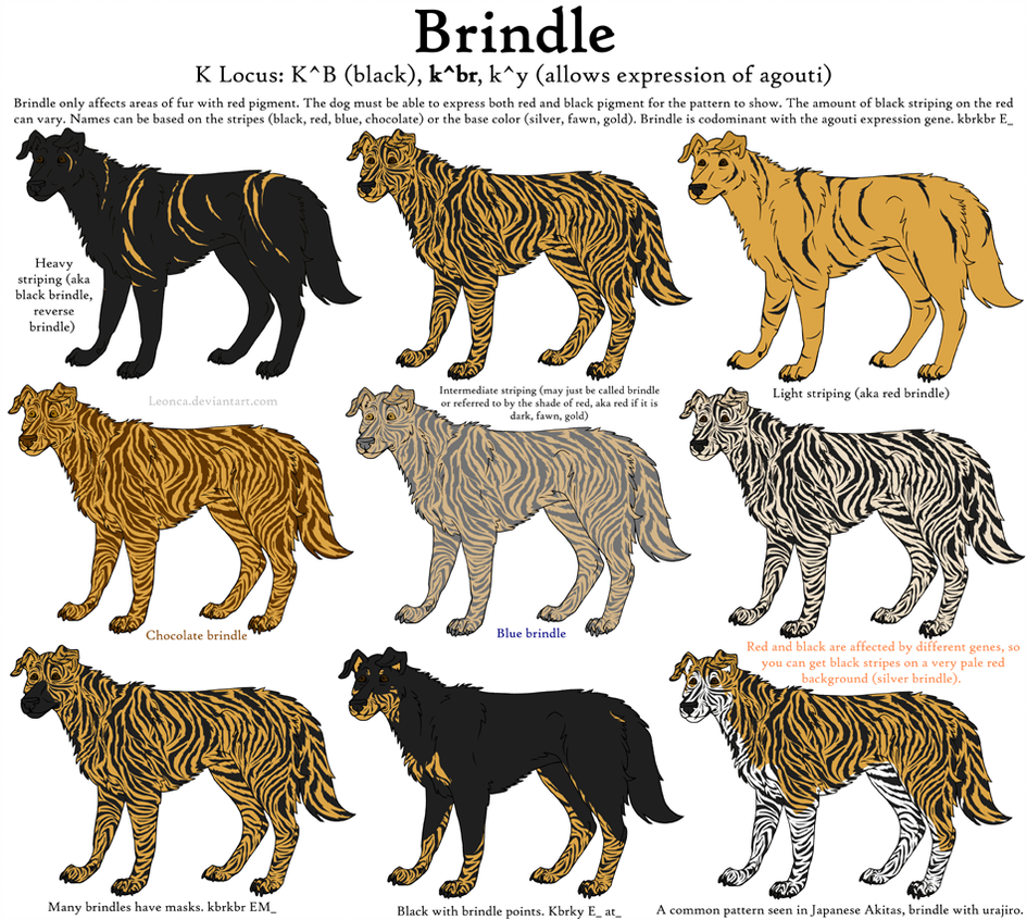Dog Color Genetics Chart