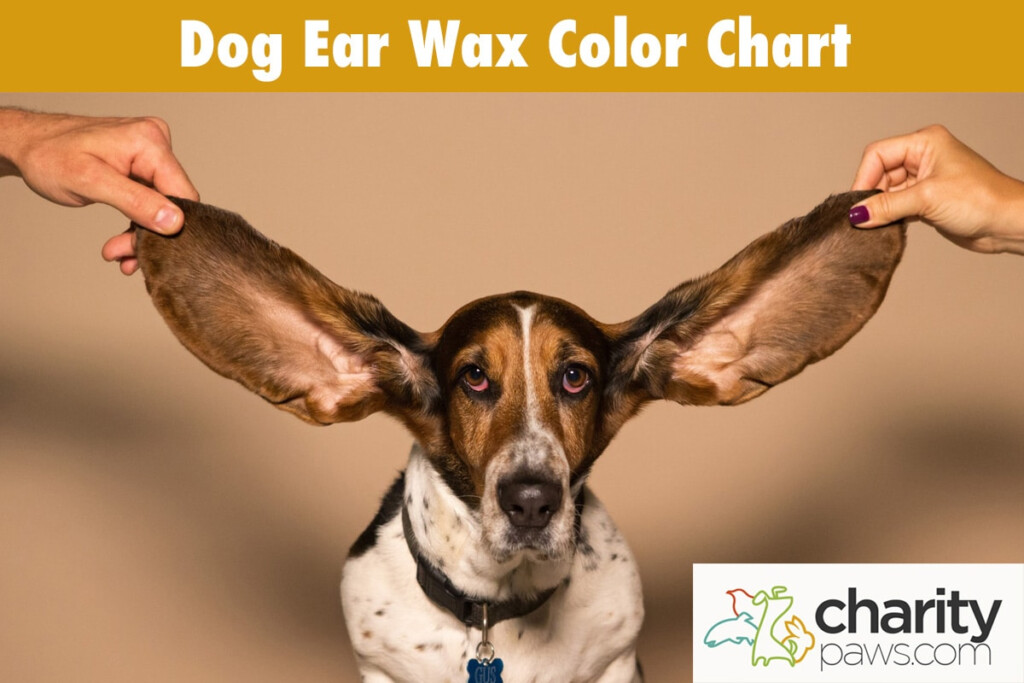 Dog Ear Wax Color Chart Find Out What Each Color Means