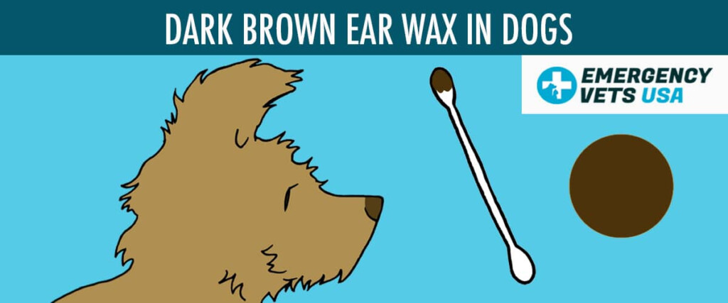 Dog Ear Wax Color Chart What Does Each Color Mean 