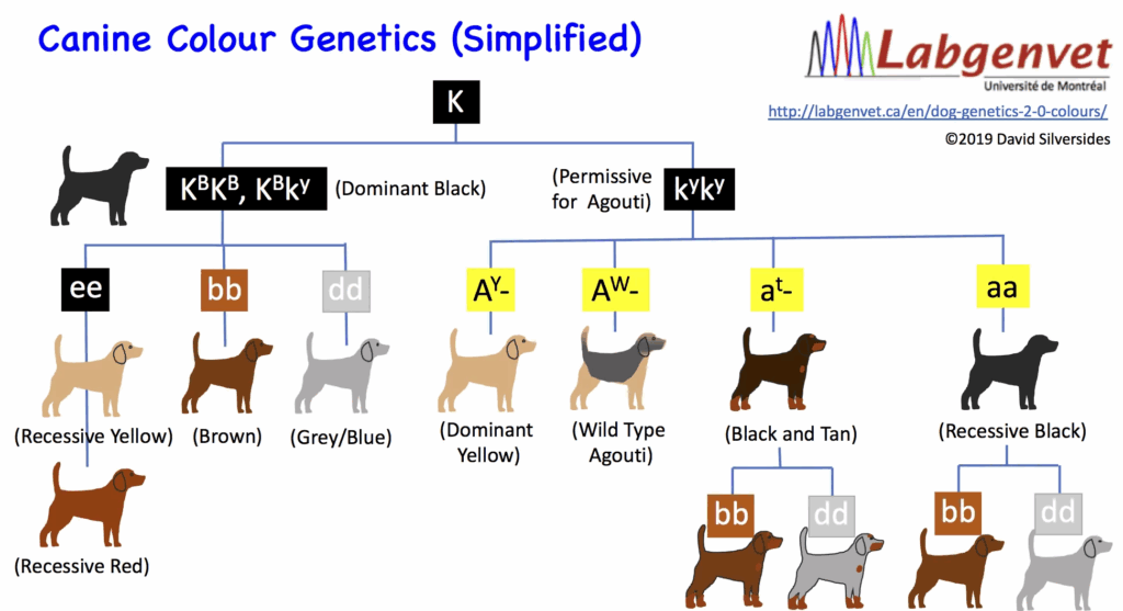 Dog Genetics 2 1 Colours Chart Laboratoire De G n tique V t rinaire