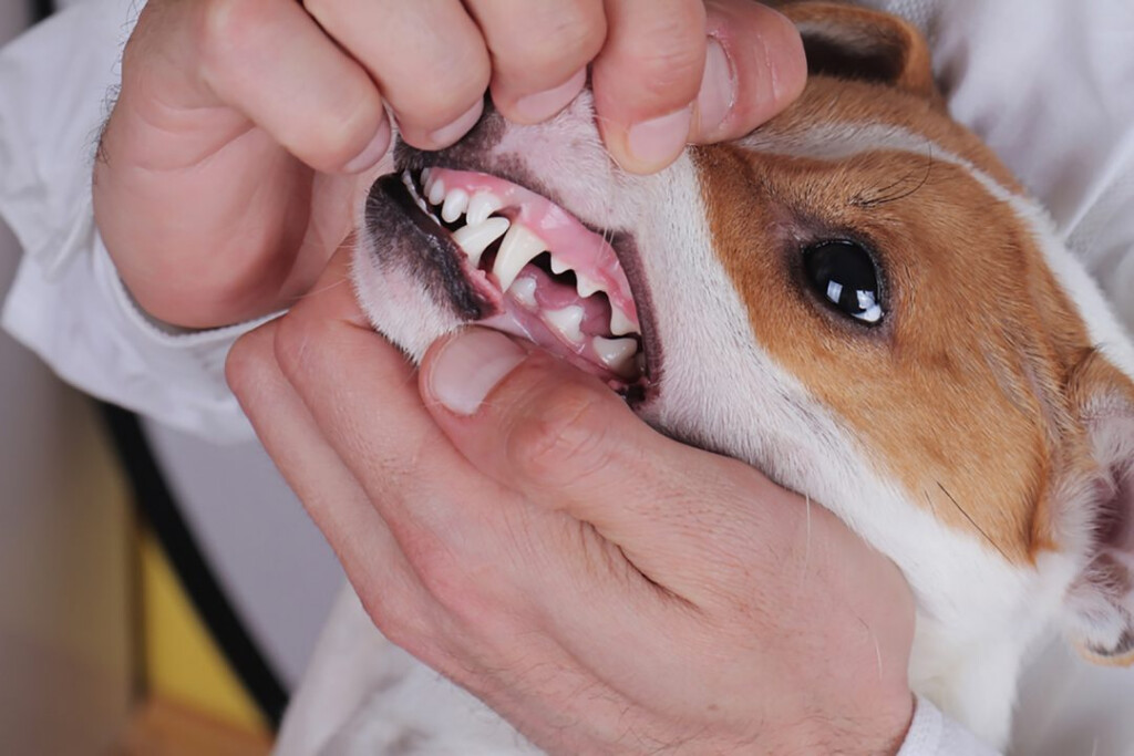 Dog Gum Color Chart 5 Dog Gum Colors To Look Out For