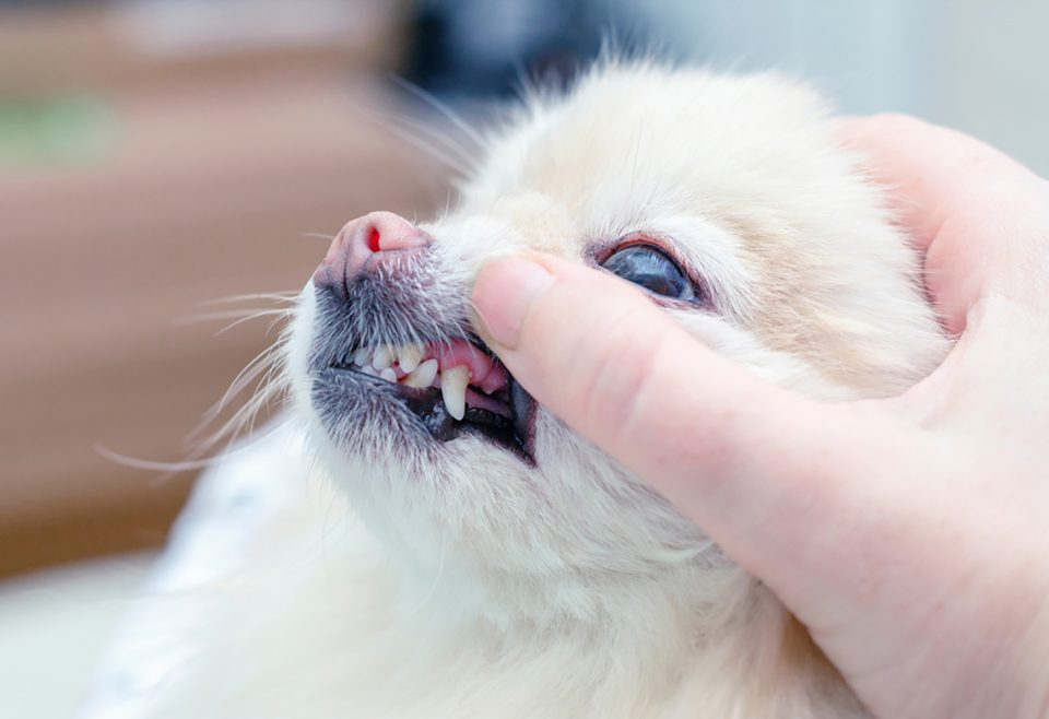 Dog Gum Color Chart 5 Dog Gum Colors To Look Out For