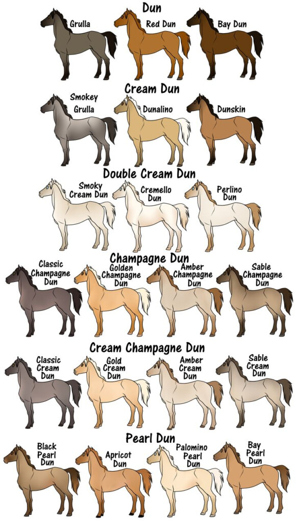 Dun By Flamestorm11 On DeviantArt Horse Coat Colors Horse Color 