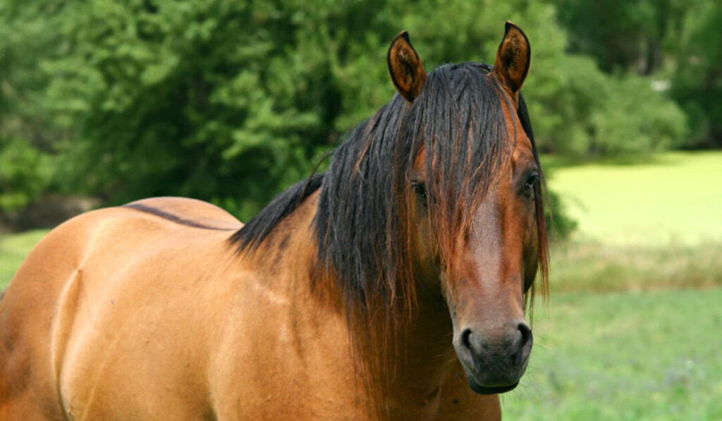 Dun Horse Color Description Pictures And Genetics Helpful Horse Hints