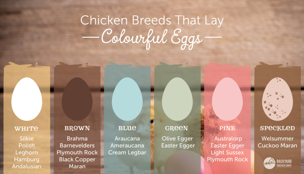 Easter Egger Chicken Egg Color Chart My XXX Hot Girl
