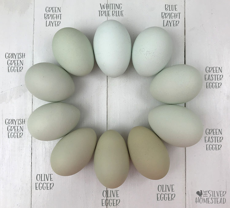 Easter Egger Color Chart
