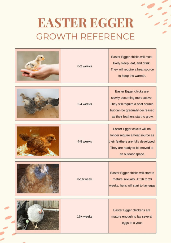 Easter Egger Growth Chart In Illustrator PDF Download Template