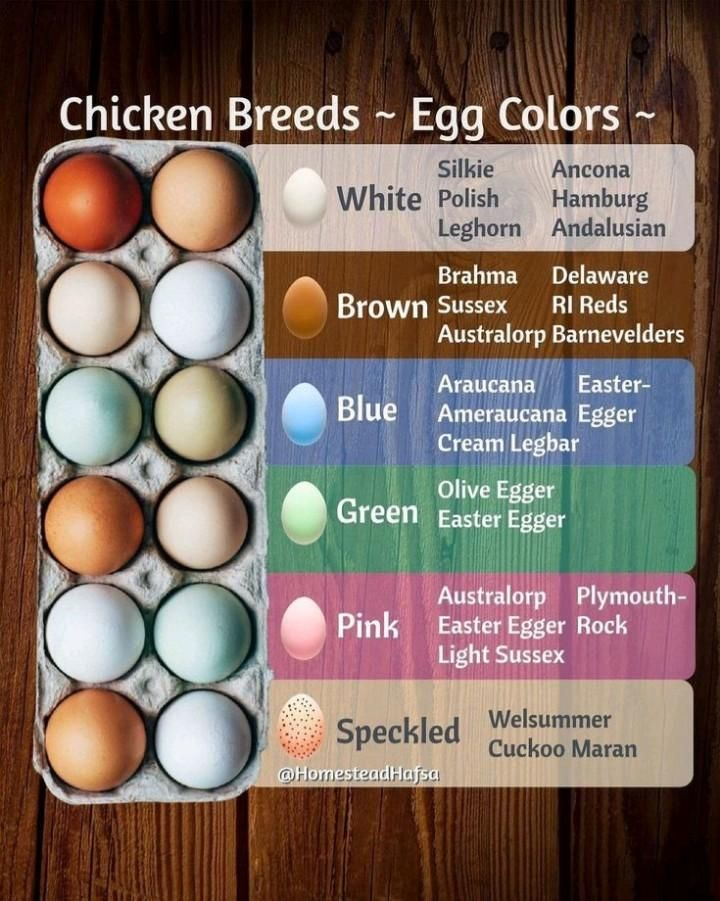 EGG Color Chart Different Types Of Eggs