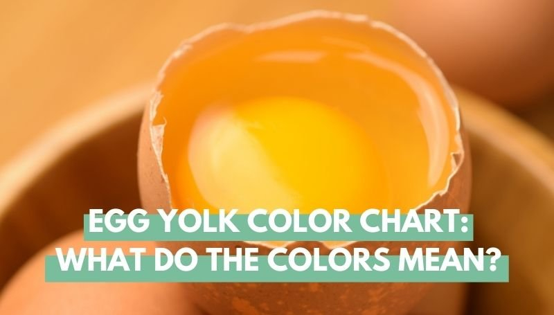 Egg Yolk Color Chart What Do The Colors Mean Eco Peanut