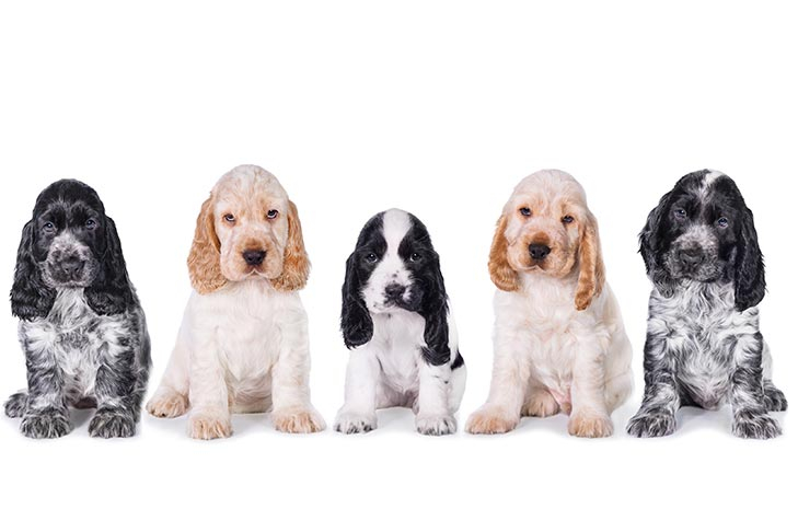 English Cocker Spaniel Puppies For Sale In California