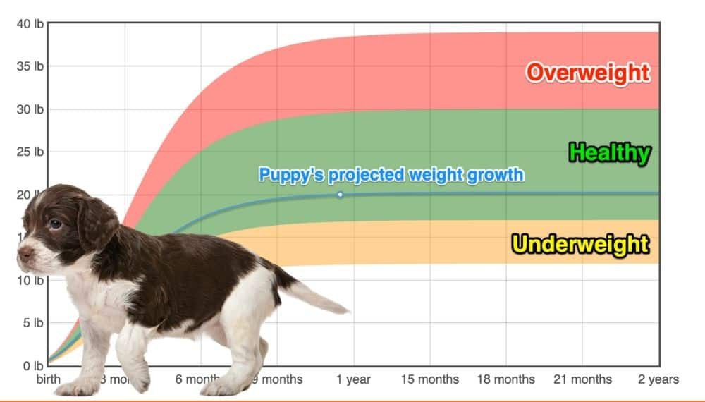 English Springer Spaniel Weight Growth Chart 2024 How Heavy Will My 