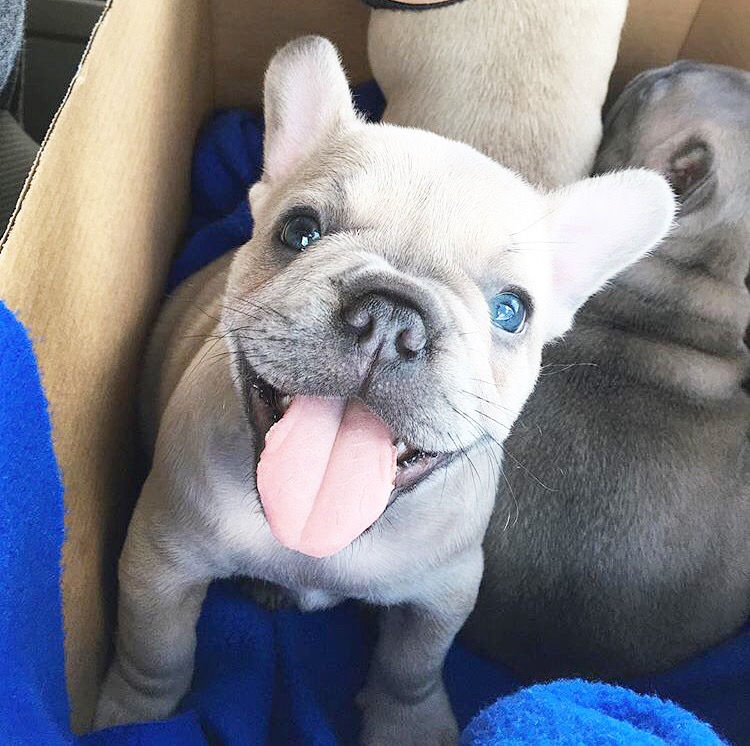 Eye Color Changes In Blue French Bulldog Puppies