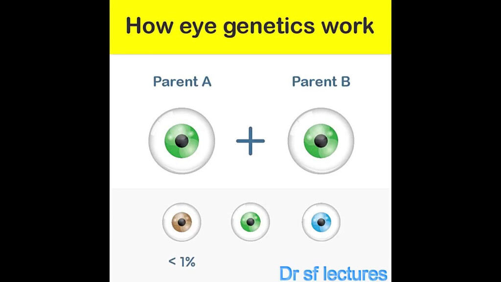 Eye Color Chart Genetics