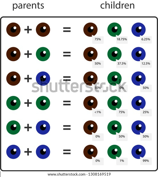 Eye Color Chart Parents Baby Eye Color Predictor Chart Parents Stock 