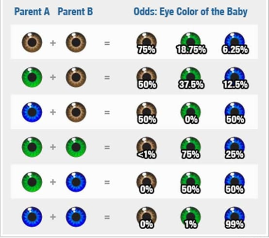 Eye Color Chart Percentage Ideas Eye Color Chart Eye Color Chart The 