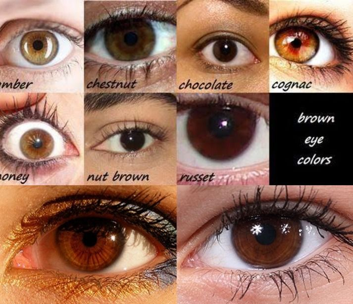 Eye Color Chart Shades Of Brown NBKomputer