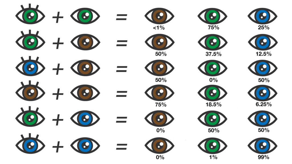 Eye Color Chart What Color Eyes Will My Baby Have Curious If Your 