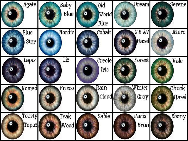 Eye Color Gene Probability Chart Writing Pinterest Eye Color 