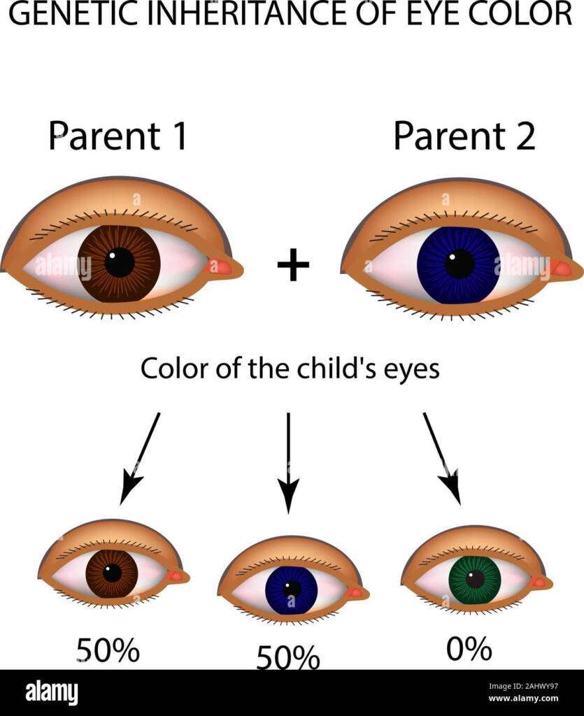 Eye Color Genetic Chart