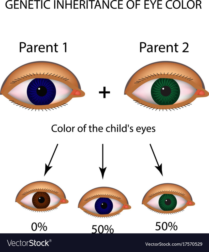 Eye Color Genetics Chart Eye Color Chart Eye Color Eye Color Chart 