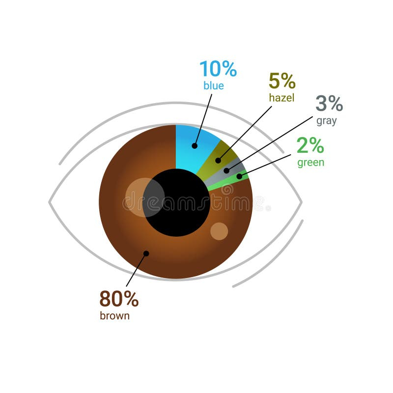 Eye Color Percentage Across The Globe Human Eye With Pie Chart Diagram 