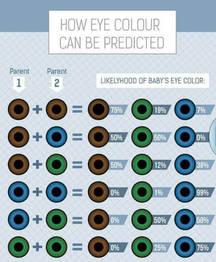 Eye Color Predictor Chart The Best Porn Website