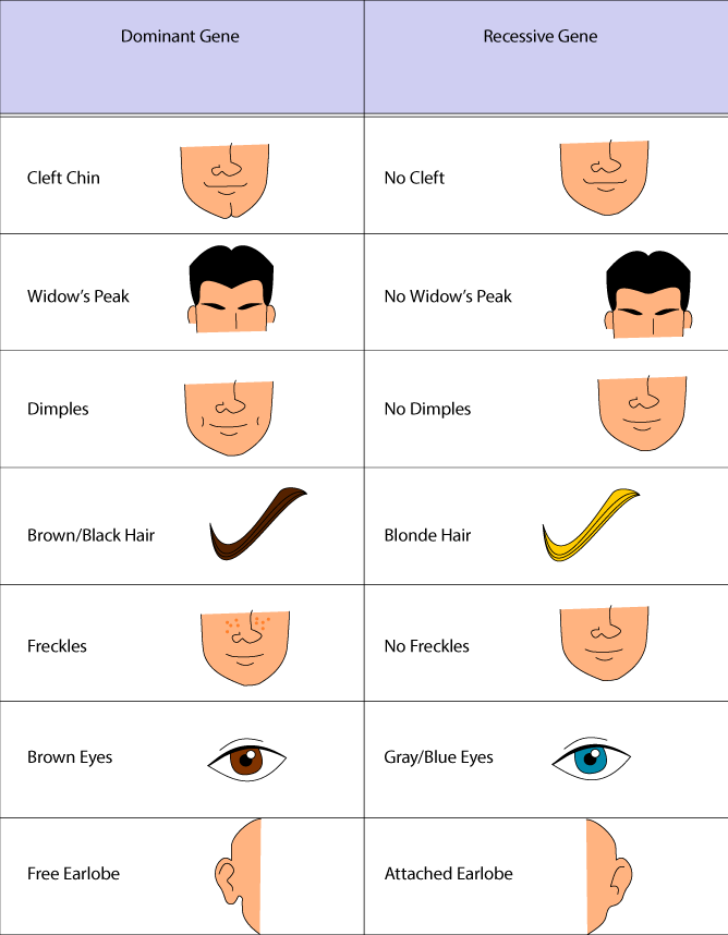 Eye Color Recessive Dominant Chart Minga