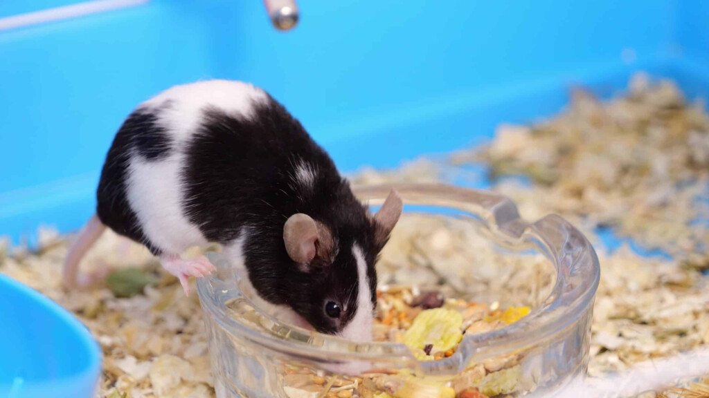 Fancy Mouse Pictures AZ Animals