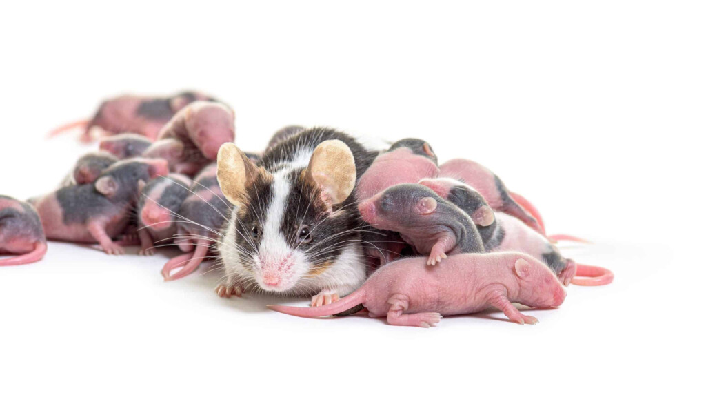 Fancy Mouse Pictures AZ Animals