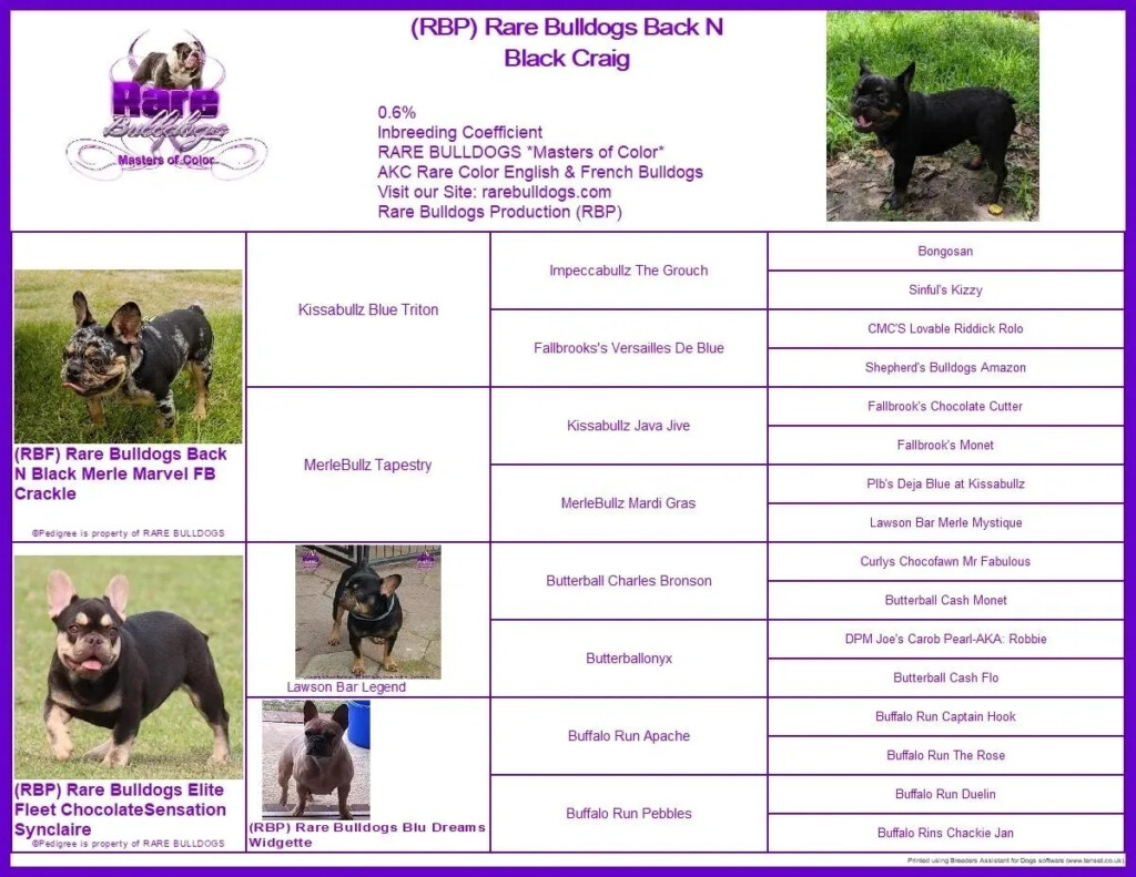 French Bulldog Color Chart Akc Warehouse Of Ideas