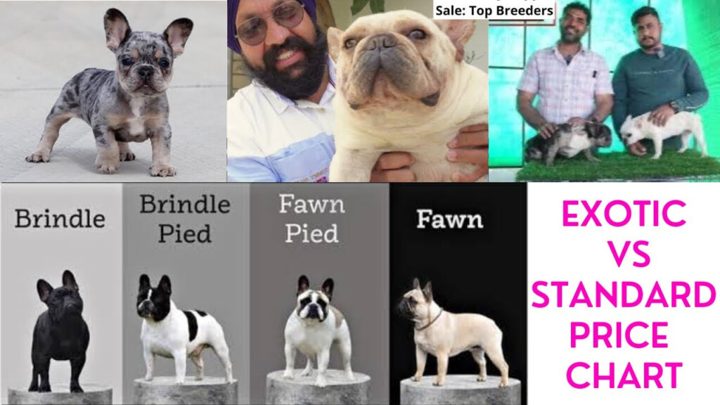 French Bulldog Merle Color Chart Infoupdate