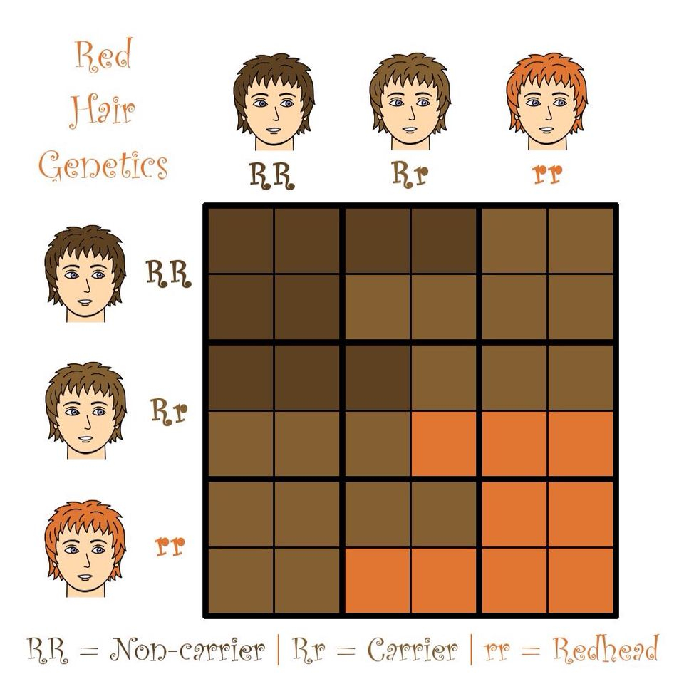 Genetics Chart For Hair Color