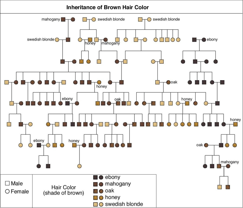 Genetics Chart For Hair Color