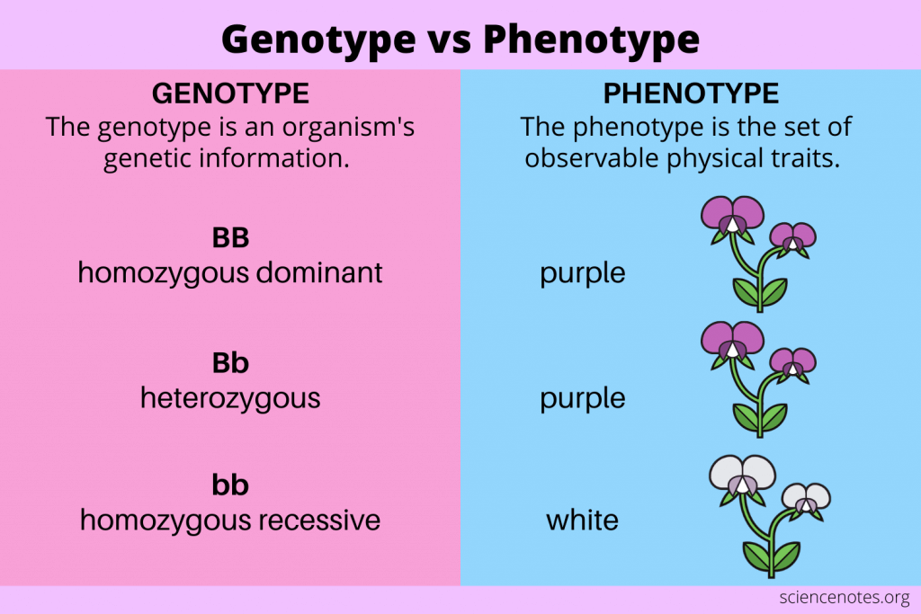 Genotype Vs Phenotype Definitions And Examples