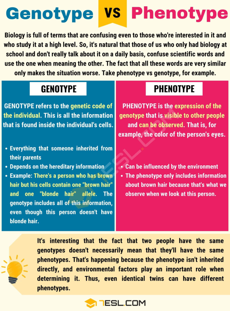 Genotype Vs Phenotype Useful Difference Between Phenotype Vs 