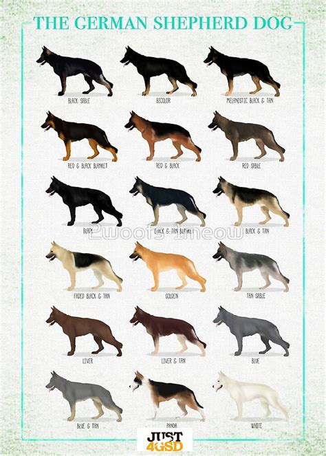 German Shepherd Coat Color Chart Warehouse Of Ideas