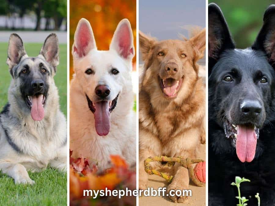 German Shepherd Colors All 14 Shades Explained In Detail