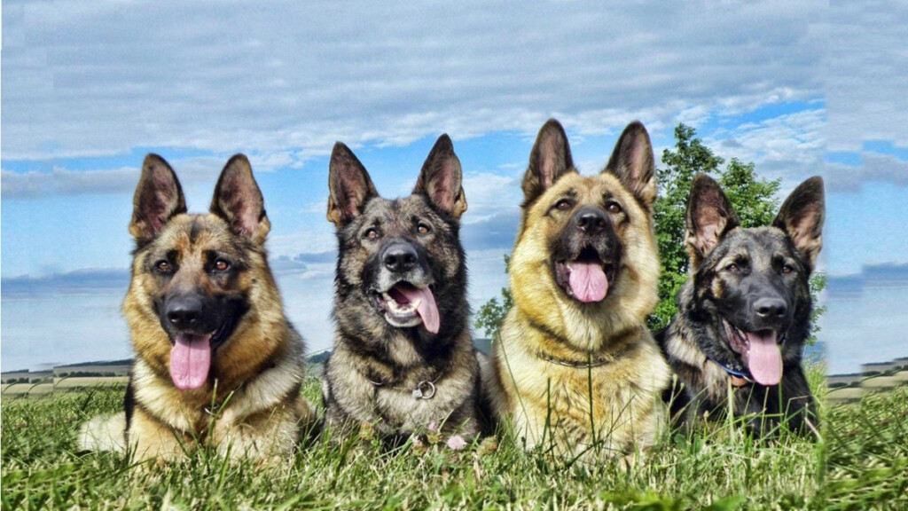 German Shepherd Colors Chart Warehouse Of Ideas