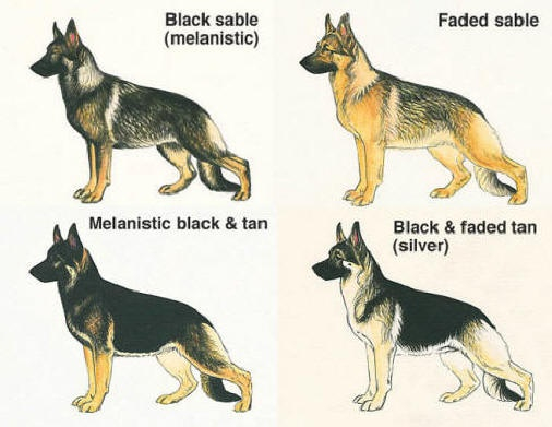 German Shepherd Colors Chart Warehouse Of Ideas