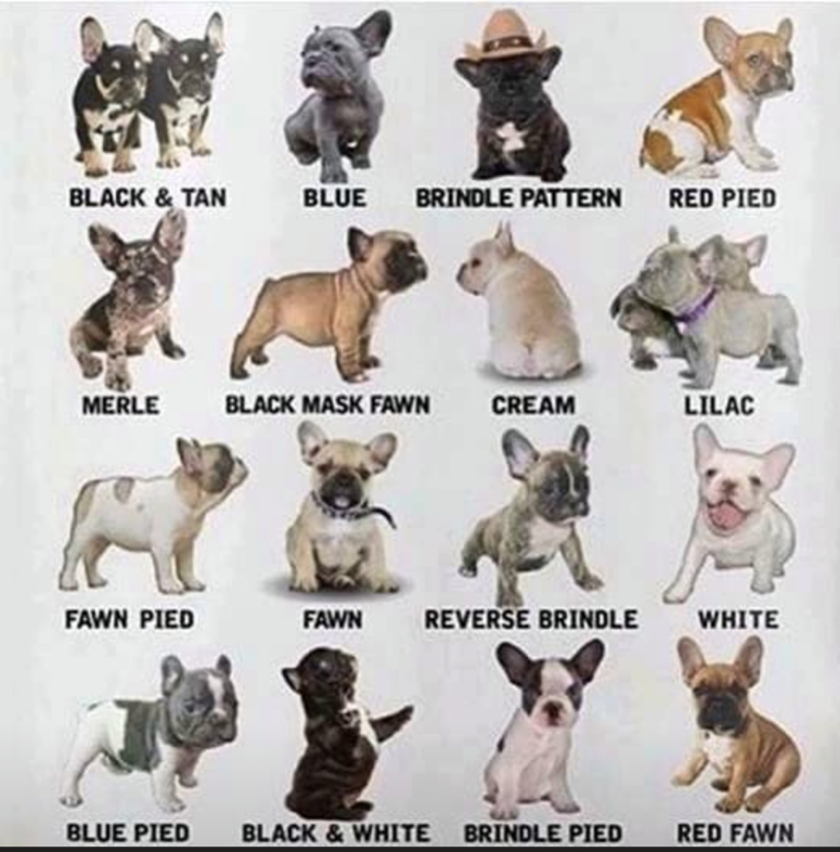 Great French Bulldog Prices By Color Learn More Here Bulldogs