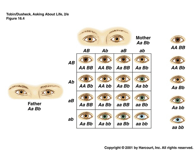 Hazel Eye Color Genetics Chart Vrogue co