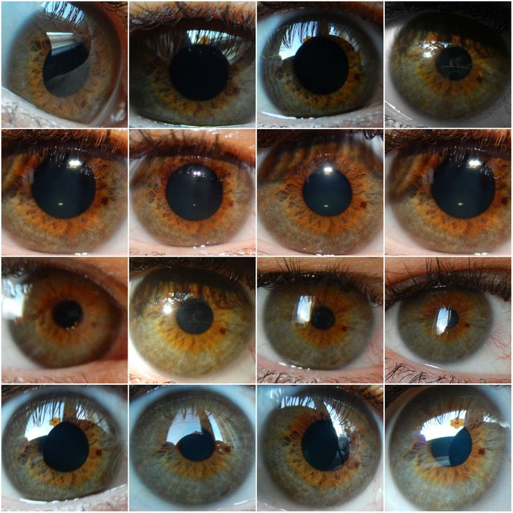 Hazel Eye Color Genetics Chart Vrogue co